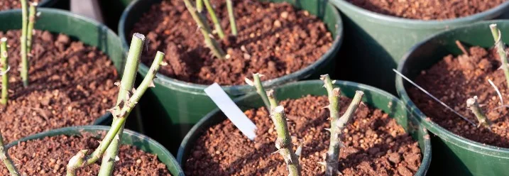 Rosen Stecklinge in Töpfen